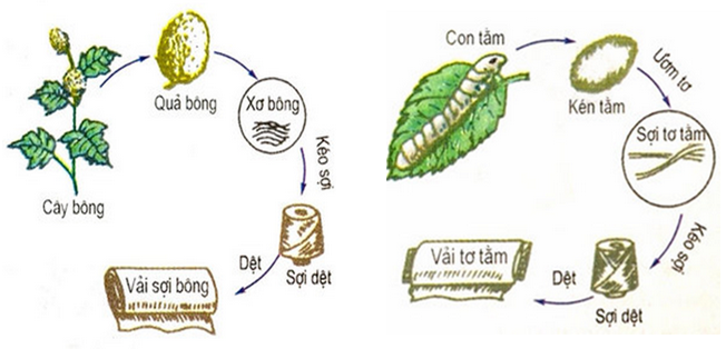 hinh-anh-to-thien-nhien-251-0