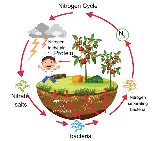 hinh-anh-su-that-thu-vi-ve-nitrogen-13-1