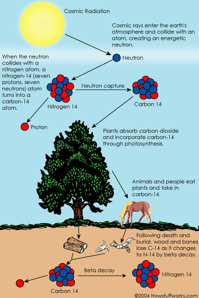 hinh-anh-su-that-thu-vi-ve-carbon-12-2