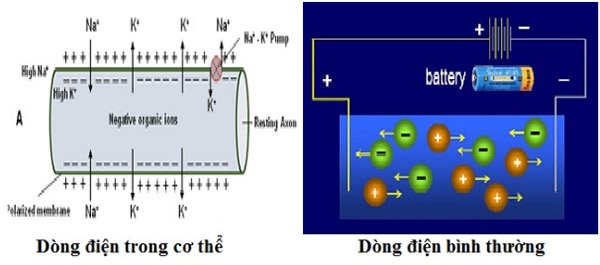 hinh-anh-dien-sinh-hoc-305-1