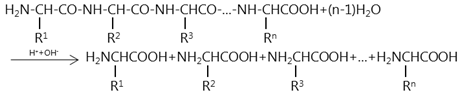 hinh-anh-bai-11-peptit-va-protein-223-2